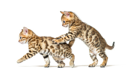 Two bengal cat kittens playing together, six weeks old, isolated on white