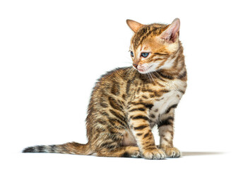 Bengal cat kitten sitting and looking away, six weeks old, isolated on white