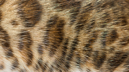 Close-up on the Bengal cat fur, Animal background