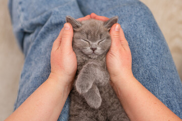 A kitten sleeping peacefully on the lap of a woman who caresses him with her hand