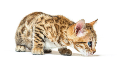 Six weeks old bengal cat kitten siffing the ground to discover i