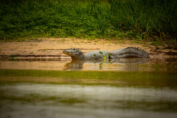 Wild caiman with fish in mouth in the nature habitat. Wild brasil, brasilian wildlife, pantanal,...