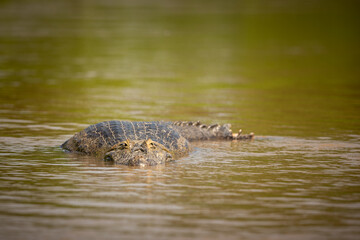 Wild caiman with fish in mouth in the nature habitat. Wild brasil, brasilian wildlife, pantanal, green jungle, south american nature and wild, dangereous.