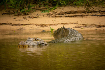 Wild caiman with fish in mouth in the nature habitat. Wild brasil, brasilian wildlife, pantanal, green jungle, south american nature and wild, dangereous.