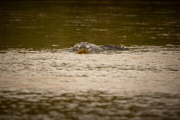 Wild caiman with fish in mouth in the nature habitat. Wild brasil, brasilian wildlife, pantanal, green jungle, south american nature and wild, dangereous.