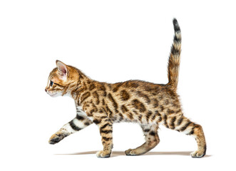 side view of a walking bengal cat kitten, six weeks old, isolated on white