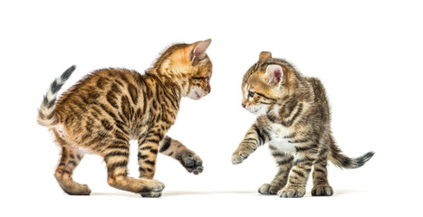 Fototapeta premium Two bengal cat kittens playing together, six weeks old, isolated