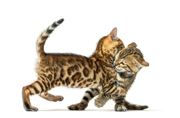 Obraz premium Two bengal cat kittens playing together, six weeks old, isolated on white
