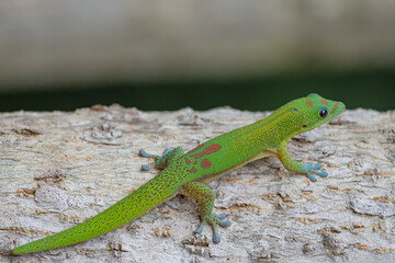 gecko on a tree