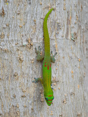gecko on a tree