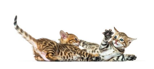 Two bengal cat kittens playing together, six weeks old, isolated