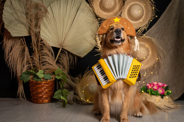 Golden retriver fantasiado de cangaceiro junino