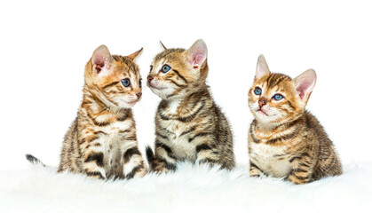Obraz premium Three bengal kittens sitting together in a row, isolated on whit