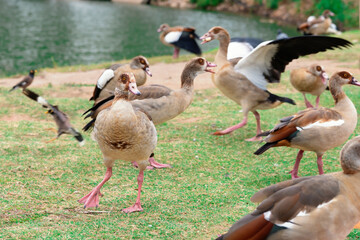 Group of nile gooses in motion in the national park of Ramat-Gan, Israel