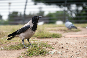 Common black and gray crow close up with a dove on the blurred background