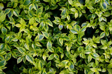 abstract stunning panorama green leaf texture, tropical leaf foliage nature dark green background. green banners nature tropical concept