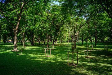 trees in the park