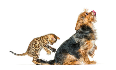Bengal kitten playing and surprising a dog by its back, isolated