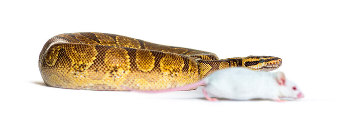 Ball python playing with a white mouse, Python regius, isolated