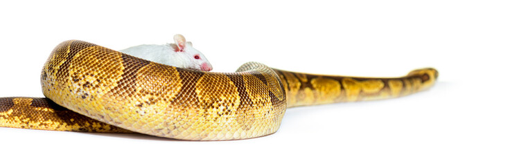 Ball python playing with a white mouse, Python regius, isolated