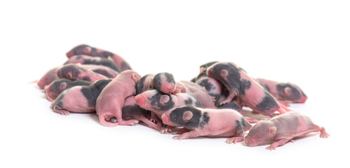Stack of six days old hairless fancy mouse pups, isolated on whi