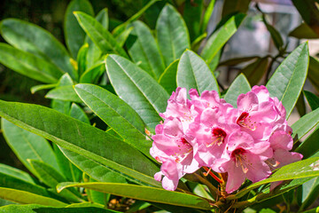 Bright pink Rhododendron hybridum blossoming flowers with green leaves in the garden in spring.