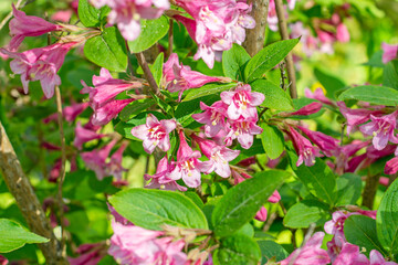 Obraz premium Bright pink Weigela hybrida Hort flowers with green leaves in the garden in spring.