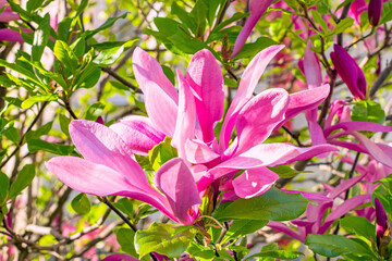 Bright pink Magnolia Susan liliiflora flowers with green leaves in the garden in spring.