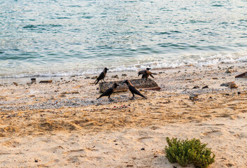 Obraz premium Shot of a crows at the beach. Nature