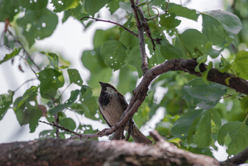 a sparrow on a green apricot tree, Eurasian Tree Sparrow - Passer montanus, common perching bird from European gardens and woodlands, Causeni, Moldova