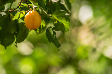 ripe apricot on a branch