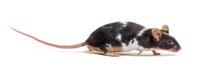 Side view of a fancy mouse walking away - Mus musculus domestica, isolated on white
