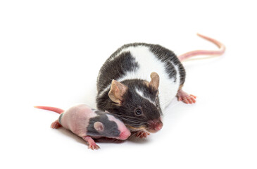 Mother fancy mouse cuddling her six days old baby - Mus musculus domestica, isolated on white