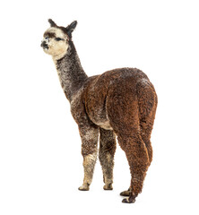 Rear view of a Rose grey young alpaca looking away - Lama pacos