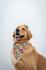 golden retriver fantasiado de caipira junino