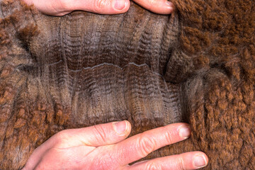 Hand spreading Rose grey young alpaca eight months old wool or fiber - Lama pacos