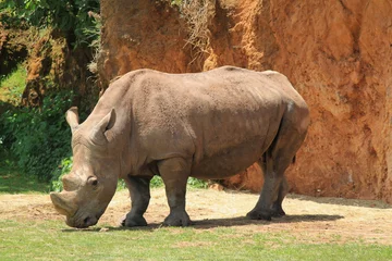 Foto op Plexiglas Rinoceronte © Joseandres