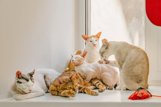Friendly company of cats of different breeds sitting on windowsill by window