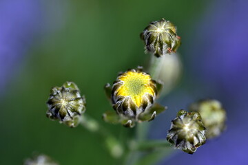Aufgehende Knospen von Heiligenkraut