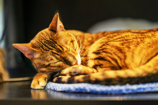 Close-up portrait of sleeping ginger cat, sweet relax