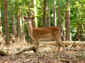 Naklejka na ściany i meble Deer in the forest, close-up shot, reserve, wild animals in the natural environment.