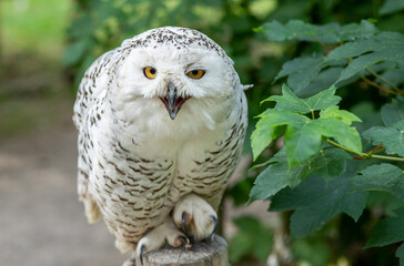 Owl close-up, selective focus on the eyes and beak of the bird, predator.