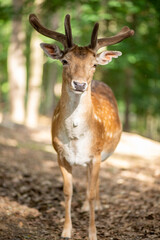 Deer in the forest, close-up shot, reserve, wild animals in the natural environment.