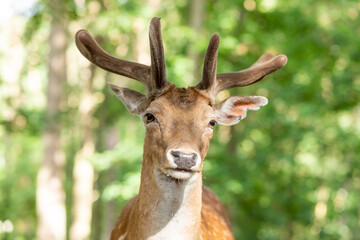 Deer in the forest, close-up shot, reserve, wild animals in the natural environment.