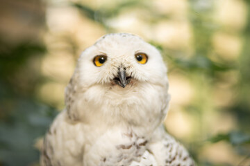 Owl close-up, selective focus on the eyes and beak of the bird, predator.