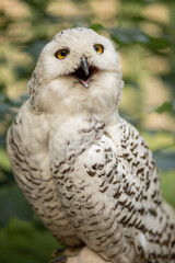 Owl close-up, selective focus on the eyes and beak of the bird, predator.