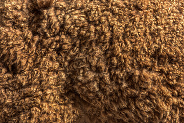 macro of Dark brown young alpaca wool or fiber - Lama pacos