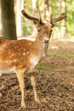 Deer in the forest, close-up shot, reserve, wild animals in the natural environment. © malyutinaanna