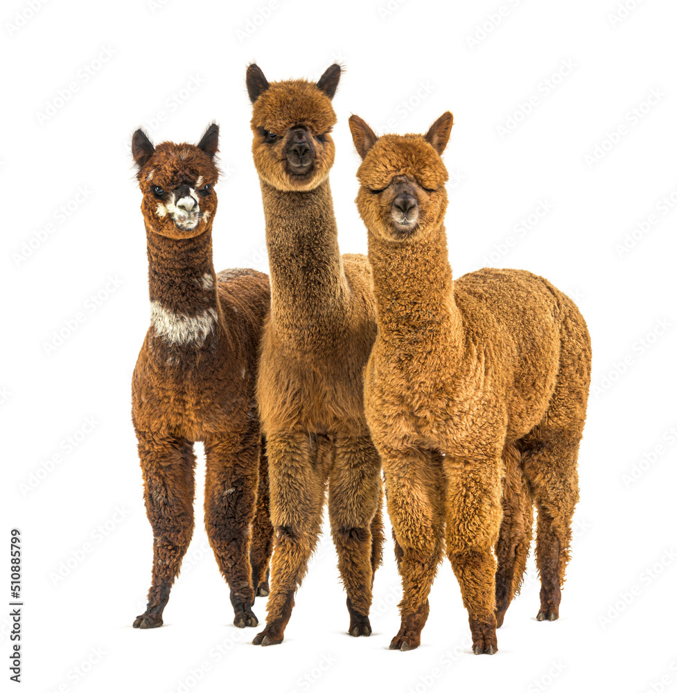 Wall mural Group of many different colors alpaca in a row - Lama pacos