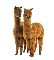 Two alpacas Light and dark brown together - Lama pacos, together